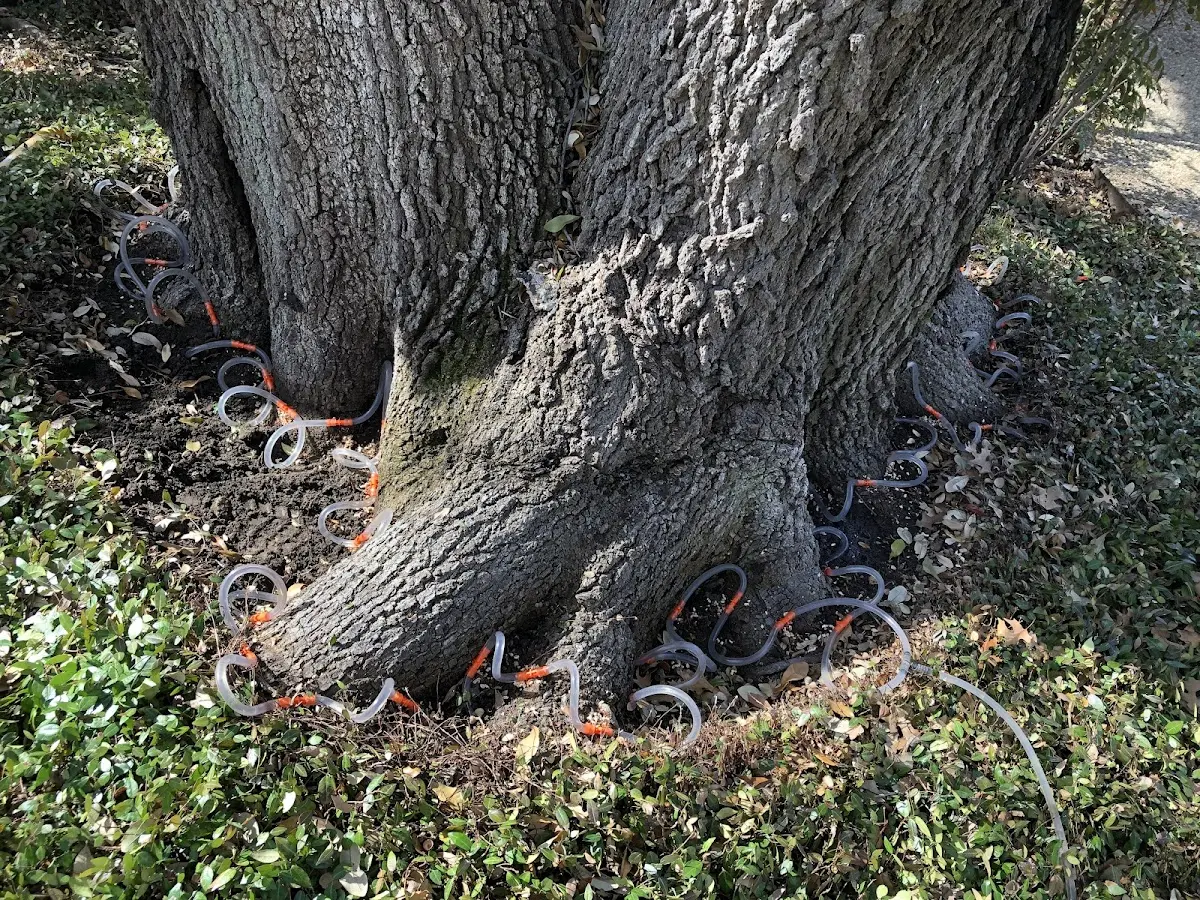 Detailed Tree Cabling and Bracing job site in North Baltimore