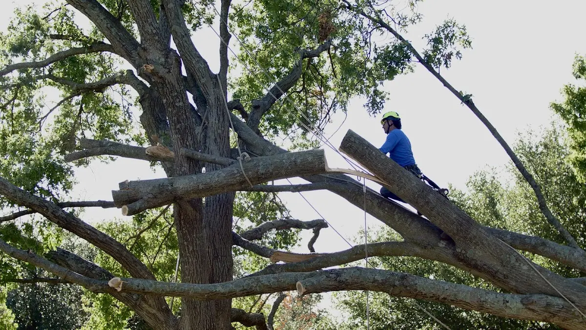 Professional Crown Thinning performed by certified arborists in North Baltimore