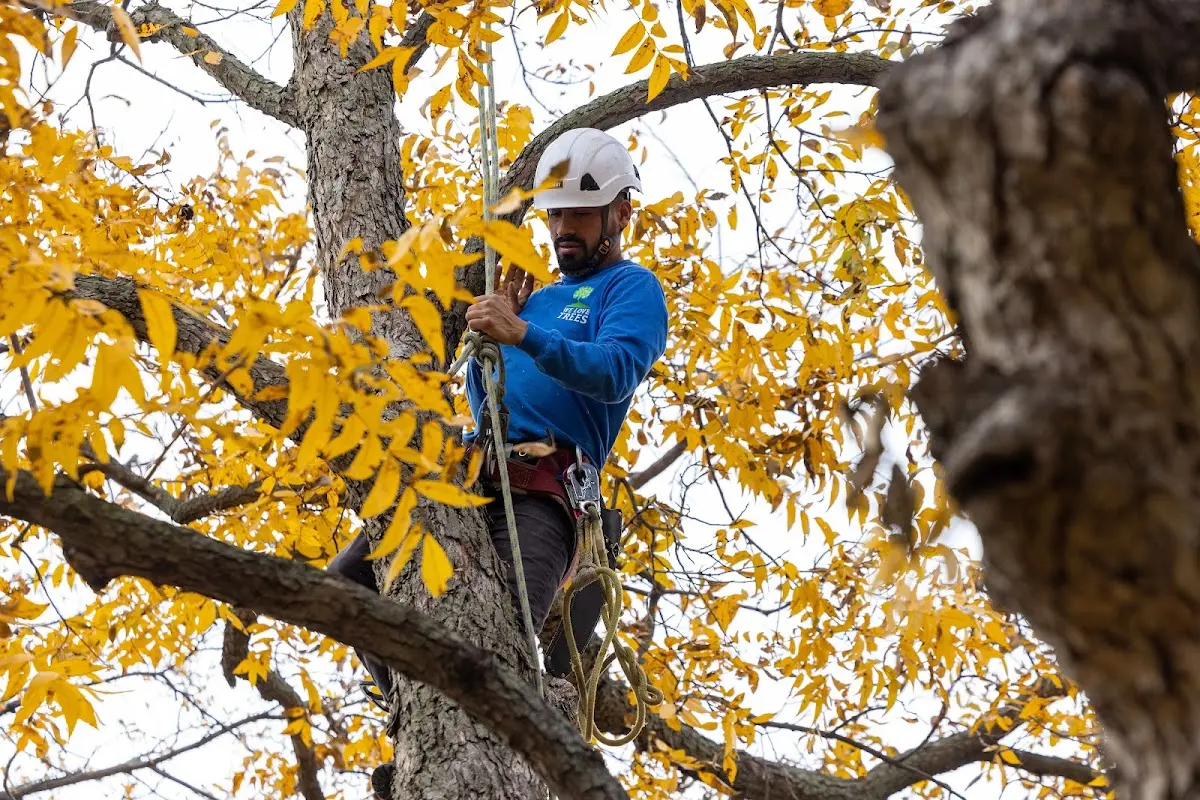 Skilled Tree Planing crew working in North Baltimore