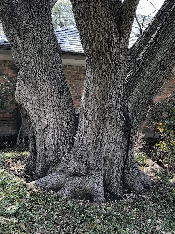 Mature heritage tree close to a North Baltimore property cared for by certified arborists